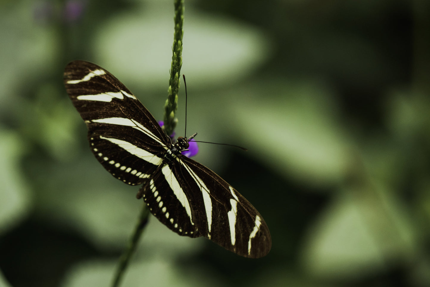 The Striped Butterfly Gift Card